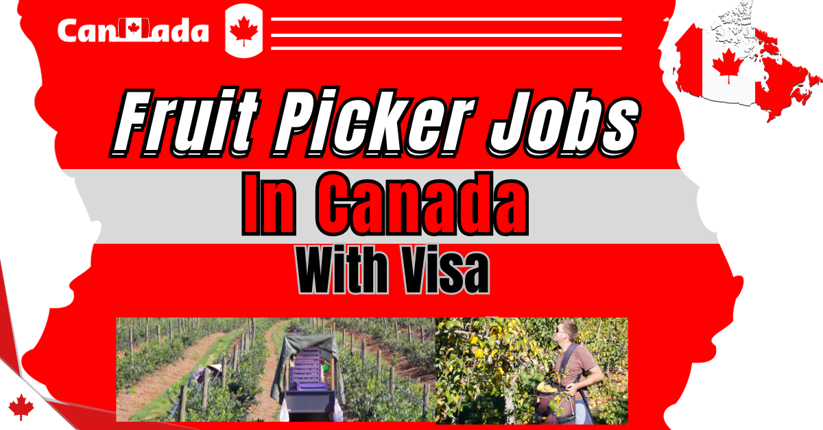 Fruit Picker Jobs with Visa Sponsorship in Canada