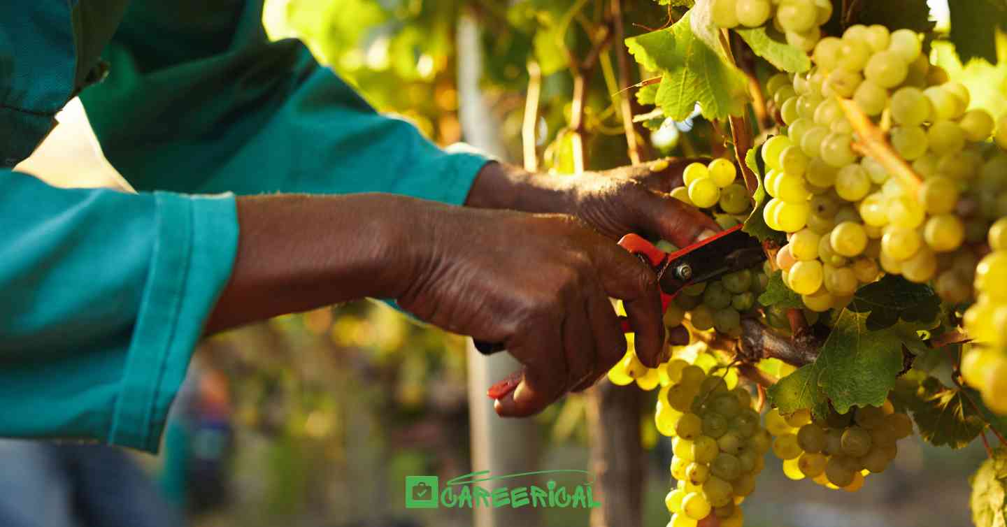 Fruit Harvesting Employment Opportunities in New Zealand for Foreigners 2025