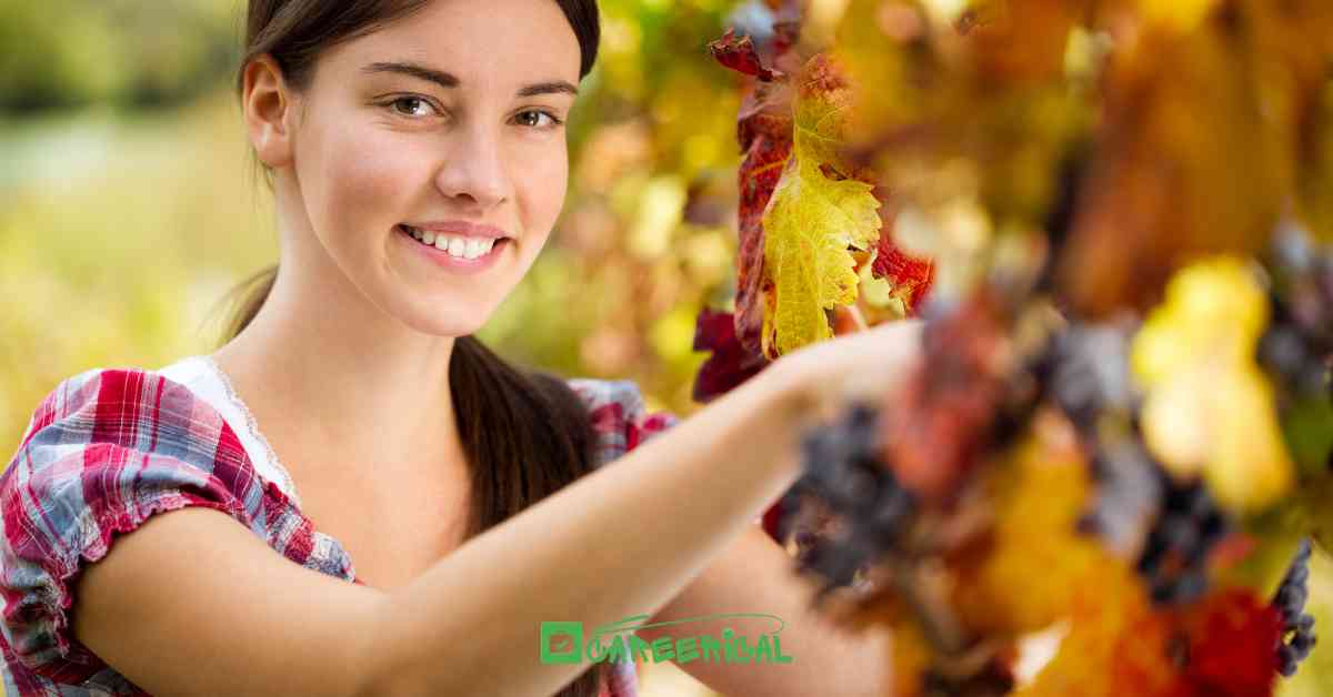 Fruit Picker Jobs with Visa Sponsorship in Canada