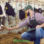 New Zealand Dairy Farm Jobs with Visa Sponsorship 2025