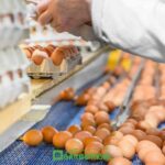 Visa-Sponsored Egg Packing Positions in Canada