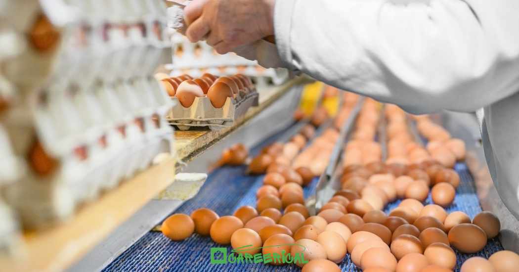 Visa-Sponsored Egg Packing Positions in Canada