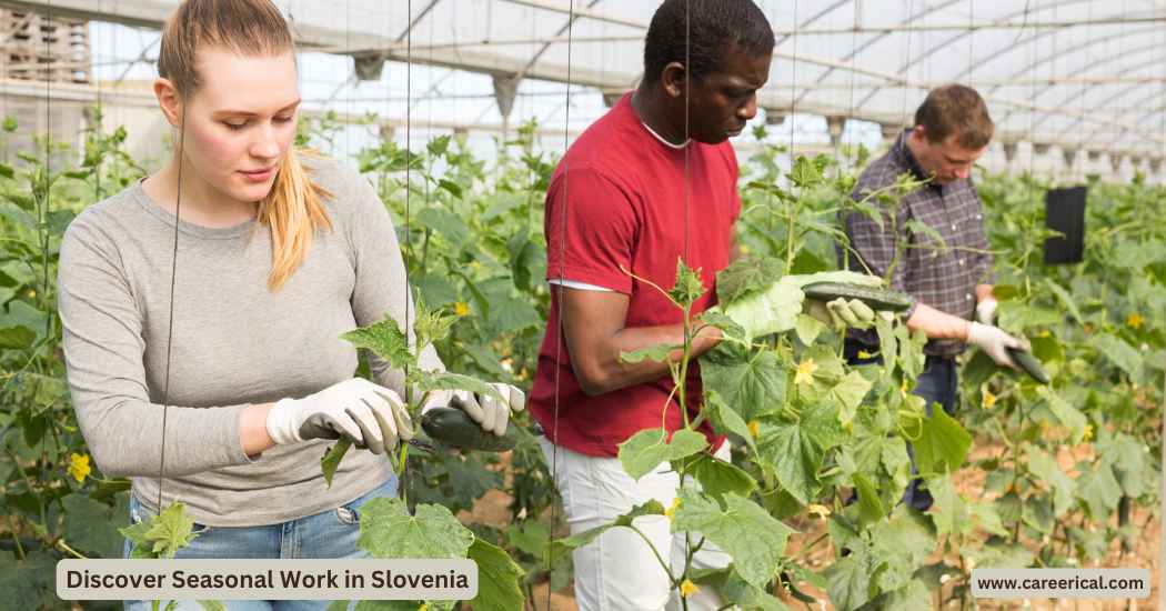 🇸🇮 Discover Seasonal Work in Slovenia: Earn €800 to €1,500 per Month