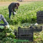 Farm Labourer Jobs in the UK with Visa Sponsorship