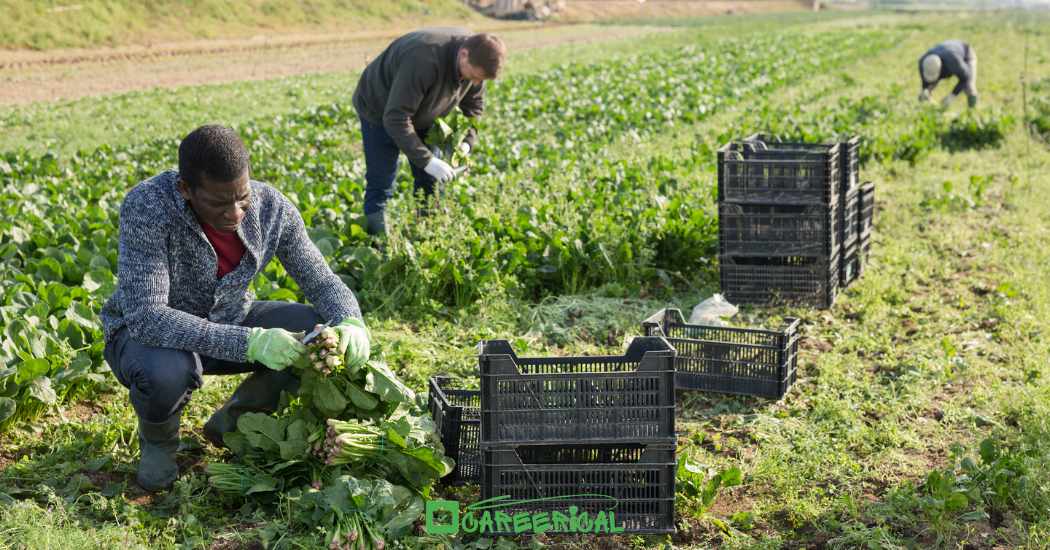 Farm Labourer Jobs in the UK with Visa Sponsorship