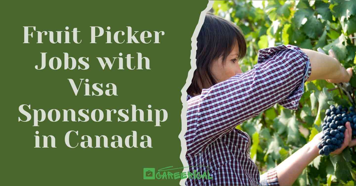Fruit Picker Jobs with Visa Sponsorship in Canada